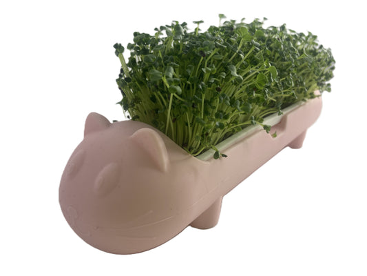 Microgreen Cat