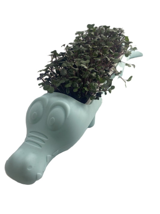 Microgreen Crocodile