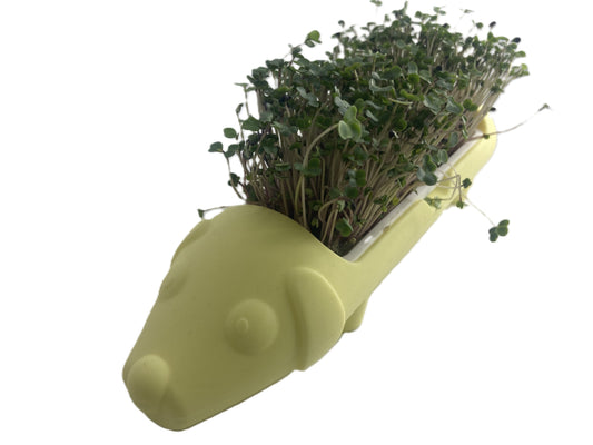 Microgreen Dog