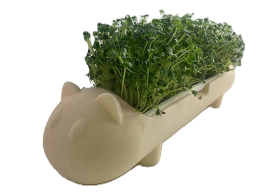 Microgreen Cat
